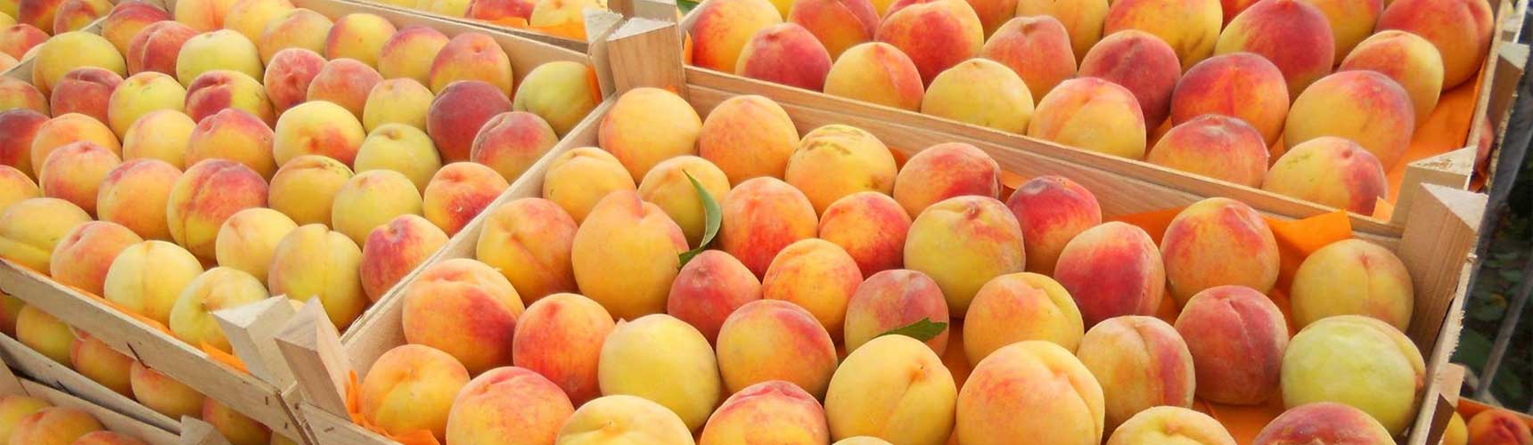 «Toshkent qishloq xo’jalik mahsulotlari ulgurji bozori» AJ